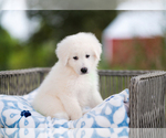 Small Photo #2 Great Pyrenees Puppy For Sale in CONWAY, MO, USA