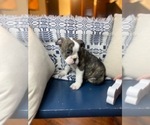 Small Photo #6 Olde English Bulldogge Puppy For Sale in INDIANAPOLIS, IN, USA