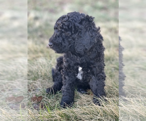 Medium Photo #5 Goldendoodle Puppy For Sale in FREDERICA, DE, USA
