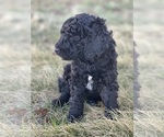 Small Photo #5 Goldendoodle Puppy For Sale in FREDERICA, DE, USA
