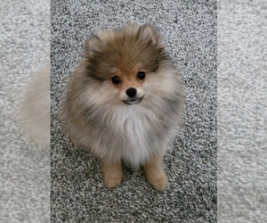 Pomeranian Litter for sale in MENIFEE, CA, USA