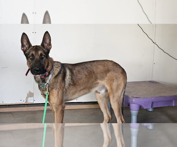 Medium Photo #4 Mutt Puppy For Sale in Imlay City, MI, USA