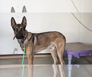 Marty - Located in CO - Male Mutt Dog for Adoption - Photo #4