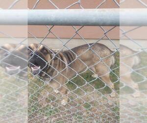 Mastiff-Unknown Mix Dogs for adoption in San Antonio, TX, USA