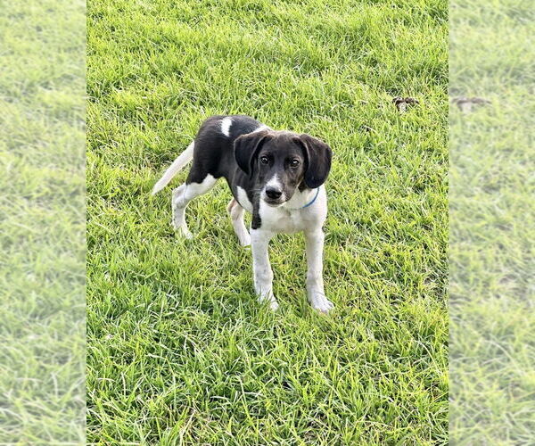 Medium Photo #2 Mutt Puppy For Sale in Oak Bluffs, MA, USA