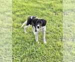 Small #1 Mutt