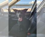Small #4 Labrador Retriever Mix