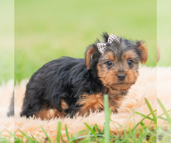 Medium Photo #36 Yorkshire Terrier Puppy For Sale in WARSAW, IN, USA