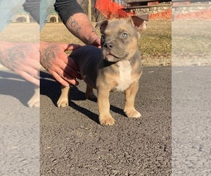 American Bully Puppy for sale in OVERLAND, KS, USA