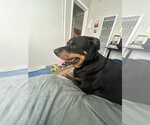 Small #7 Rottweiler