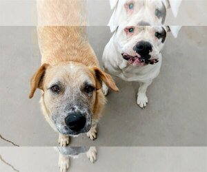 Bull-Boxer Dogs for adoption in Pena Blanca, NM, USA