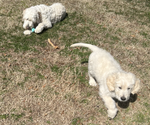 Small Photo #6 Goldendoodle Puppy For Sale in CANTON, GA, USA