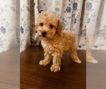 Small #6 Poodle (Toy)