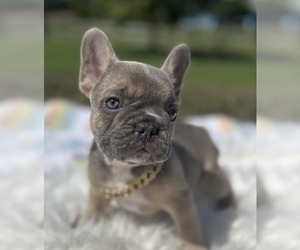French Bulldog Puppy for sale in LOXAHATCHEE, FL, USA