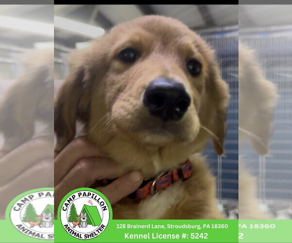 Medium Photo #1 English Shepherd Puppy For Sale in Stroudsburg, PA, USA