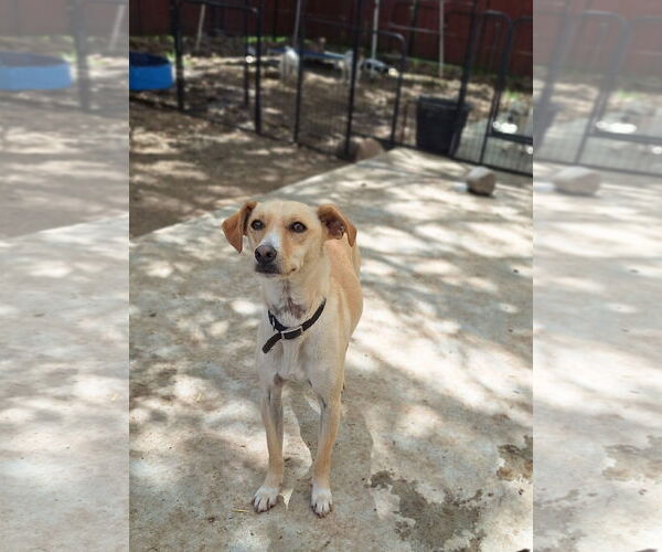 Medium Photo #2 Unknown-Whippet Mix Puppy For Sale in Chico, CA, USA