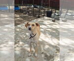 Small #1 Whippet Mix