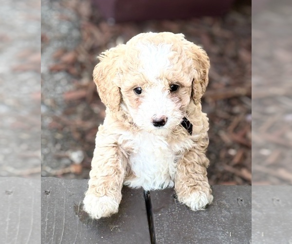 Medium Photo #5 Goldendoodle (Miniature) Puppy For Sale in SAINT MARYS, KS, USA