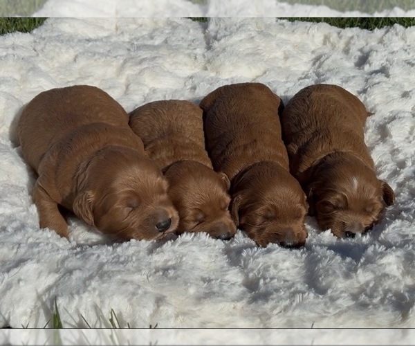 Medium Photo #1 Goldendoodle (Miniature) Puppy For Sale in RANDOLPH, WI, USA