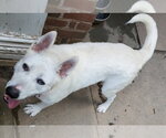 Small Bull Terrier-Huskies  Mix