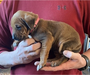 Rhodesian Ridgeback Puppy for sale in DIVIDE, CO, USA