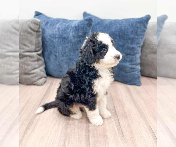 Medium Photo #5 Sheepadoodle Puppy For Sale in MILLERSBURG, OH, USA