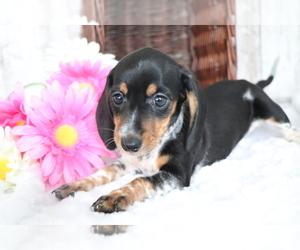 Dachshund Puppy for sale in SHILOH, OH, USA