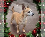 Small #2 Chihuahua