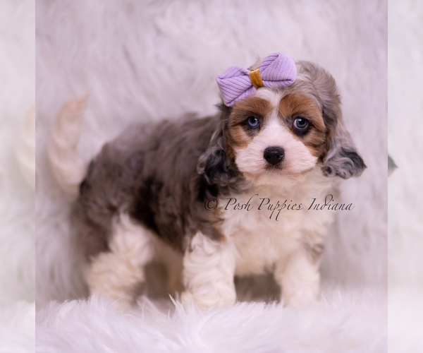 Medium Photo #5 Cavapoo (Miniature) Puppy For Sale in WARSAW, IN, USA