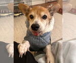 Small #14 Chihuahua Mix