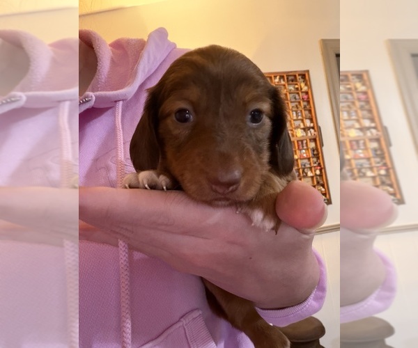 Medium Photo #1 Dachshund Puppy For Sale in HILLSBORO, KY, USA