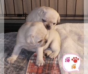 Pug Puppy for sale in BRIDGETOWN, OH, USA