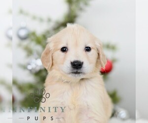 Golden Retriever Puppy for sale in NEWPORT, PA, USA