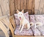 Small Photo #10 Siberian Husky Puppy For Sale in Dallas, TX, USA