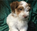 Small Photo #4 Havanese Puppy For Sale in FENTON, MO, USA