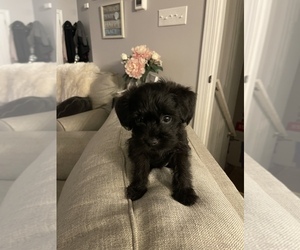 YorkiePoo Puppy for sale in HANOVER, PA, USA