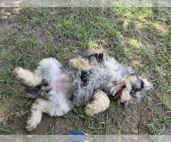 Medium Photo #7 Aussiedoodle Puppy For Sale in WILLS POINT, TX, USA