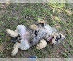 Small #6 Aussiedoodle