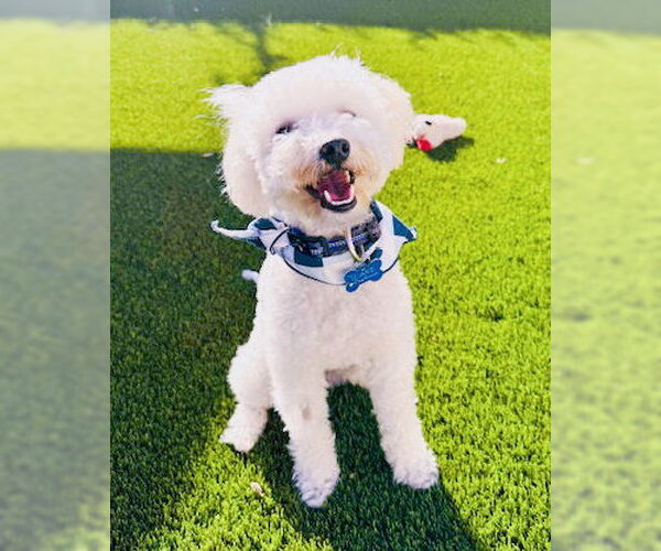 Medium Photo #5 Maltipoo Puppy For Sale in Corona, CA, USA