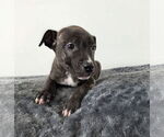 Small #1 American Pit Bull Terrier