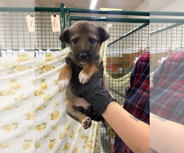 Medium Photo #2 Mutt Puppy For Sale in Calgary, Alberta, Canada