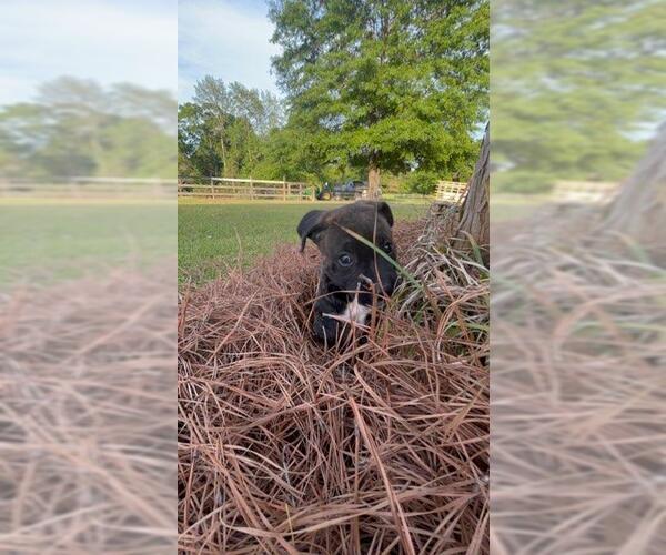 Medium Photo #3 American Pit Bull Terrier-Unknown Mix Puppy For Sale in Mobile, AL, USA