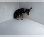 Small Chipin