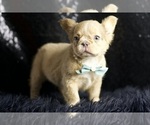 Small Photo #78 French Bulldog Puppy For Sale in WARSAW, IN, USA