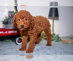 Medium Poodle (Miniature)