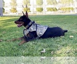 Small Photo #14 Doberman Pinscher Puppy For Sale in YUCCA VALLEY, CA, USA