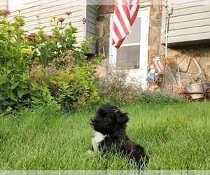 Shih Tzu-Unknown Mix Puppy for sale in RAPID CITY, SD, USA