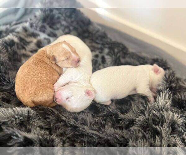 Medium Photo #1 Maltipoo (Toy) Puppy For Sale in Lehrte, Lower Saxony, Germany