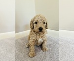 Small #2 Goldendoodle