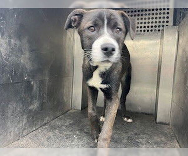 Medium Photo #1 Mutt Puppy For Sale in Woodland, CA, USA